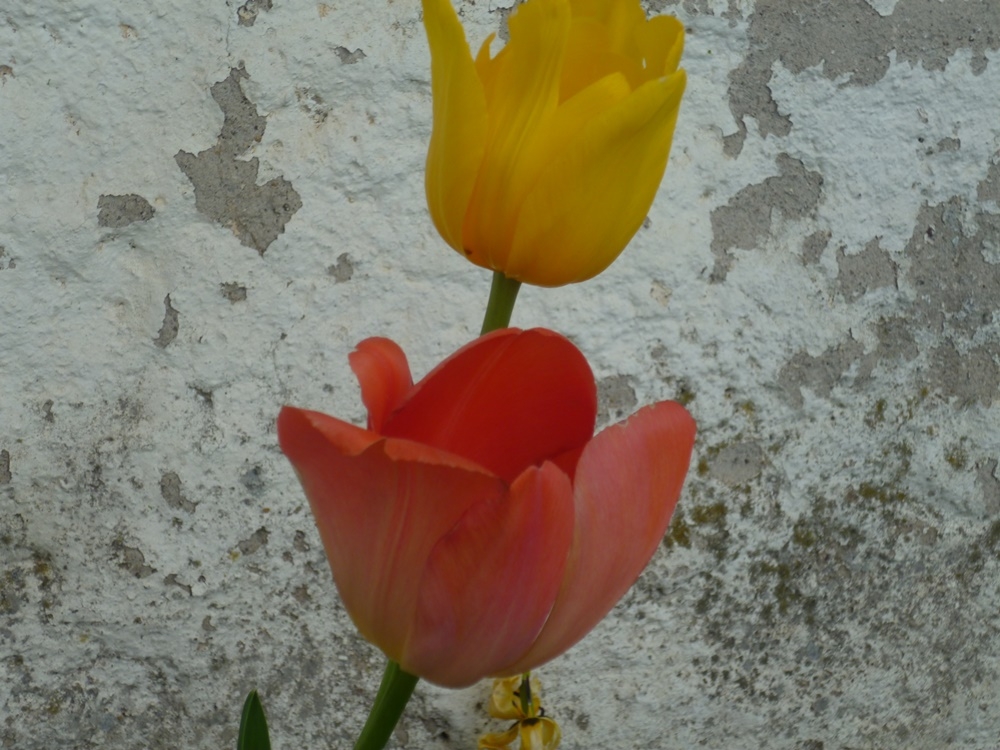 Frühling