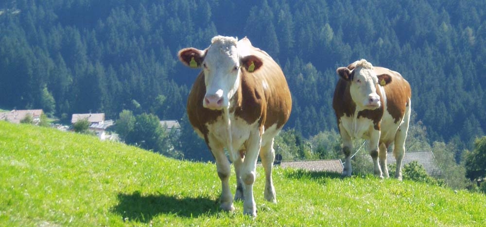 Landwirtschaft & Tiere