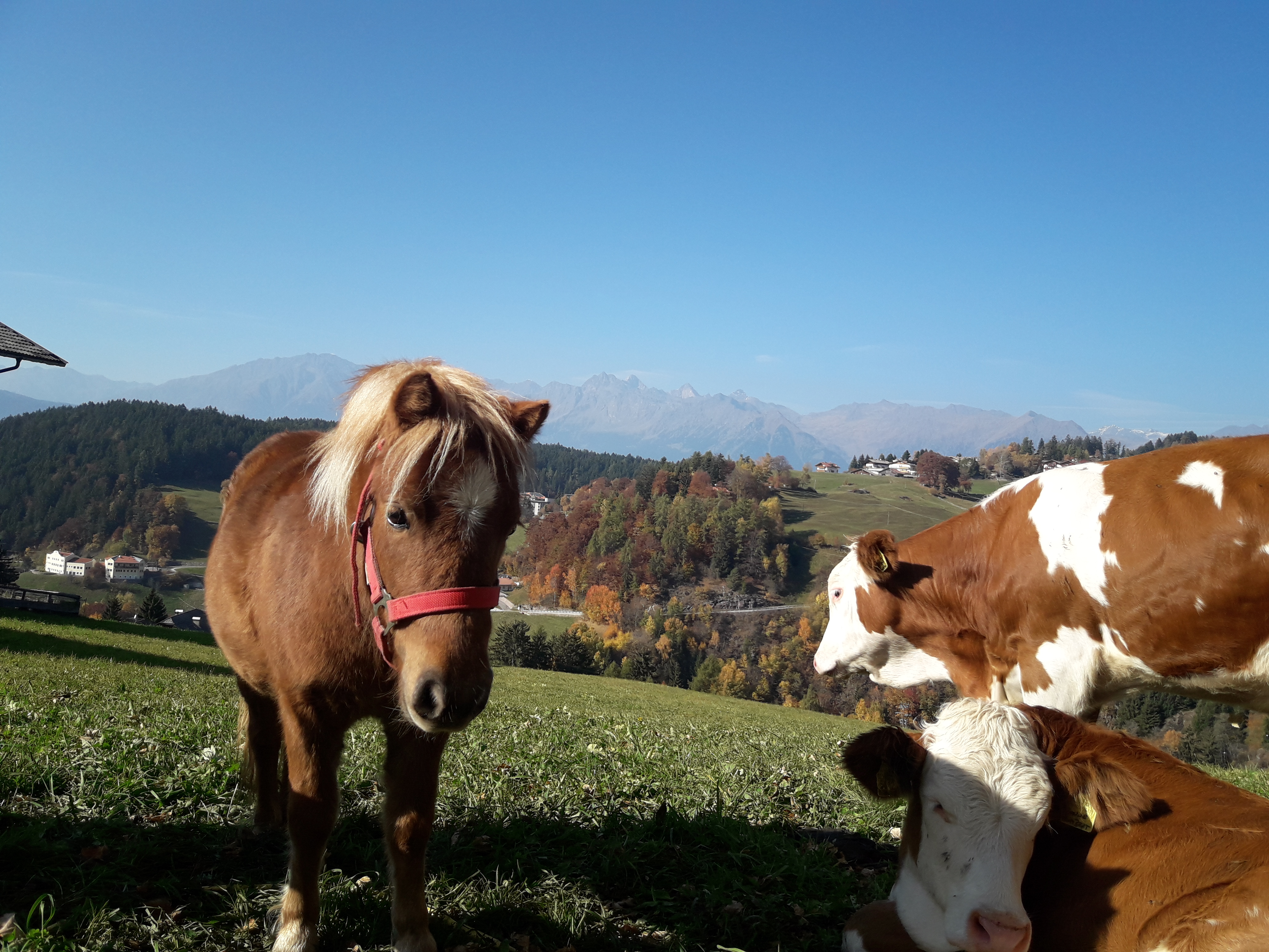 Moarhof – Unsere Jungtiere im Herbst auf der Wiese