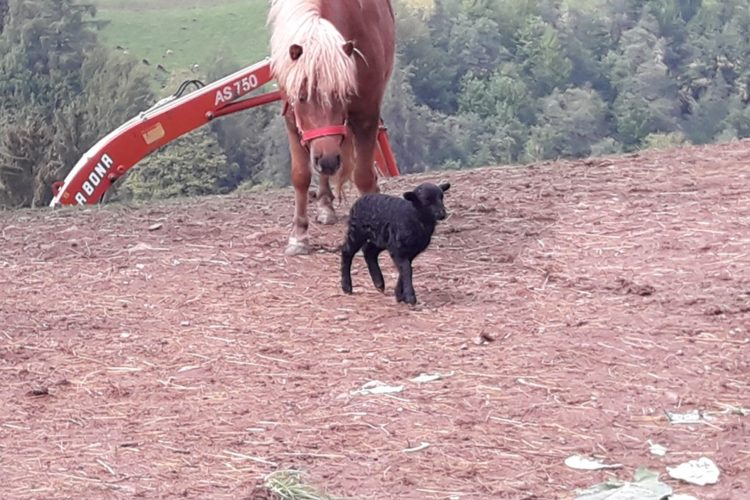 Pferd/Schaf