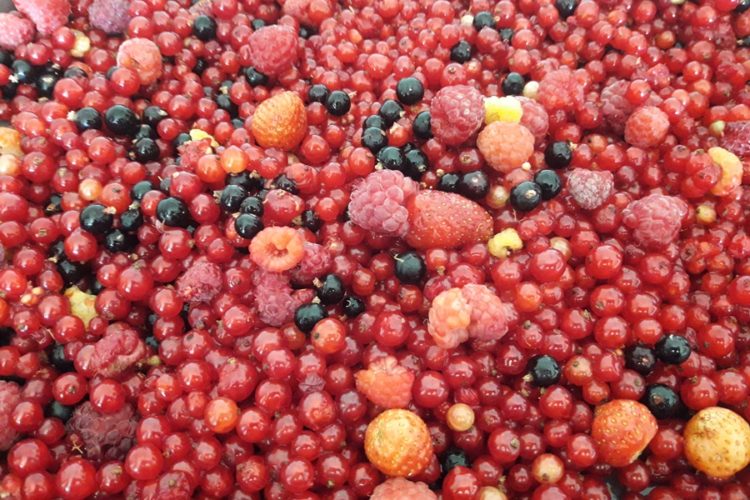 Früchte/Obst