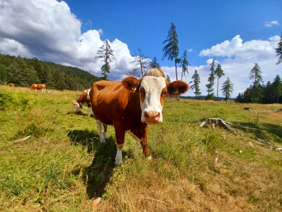 Tiere am Moarhof