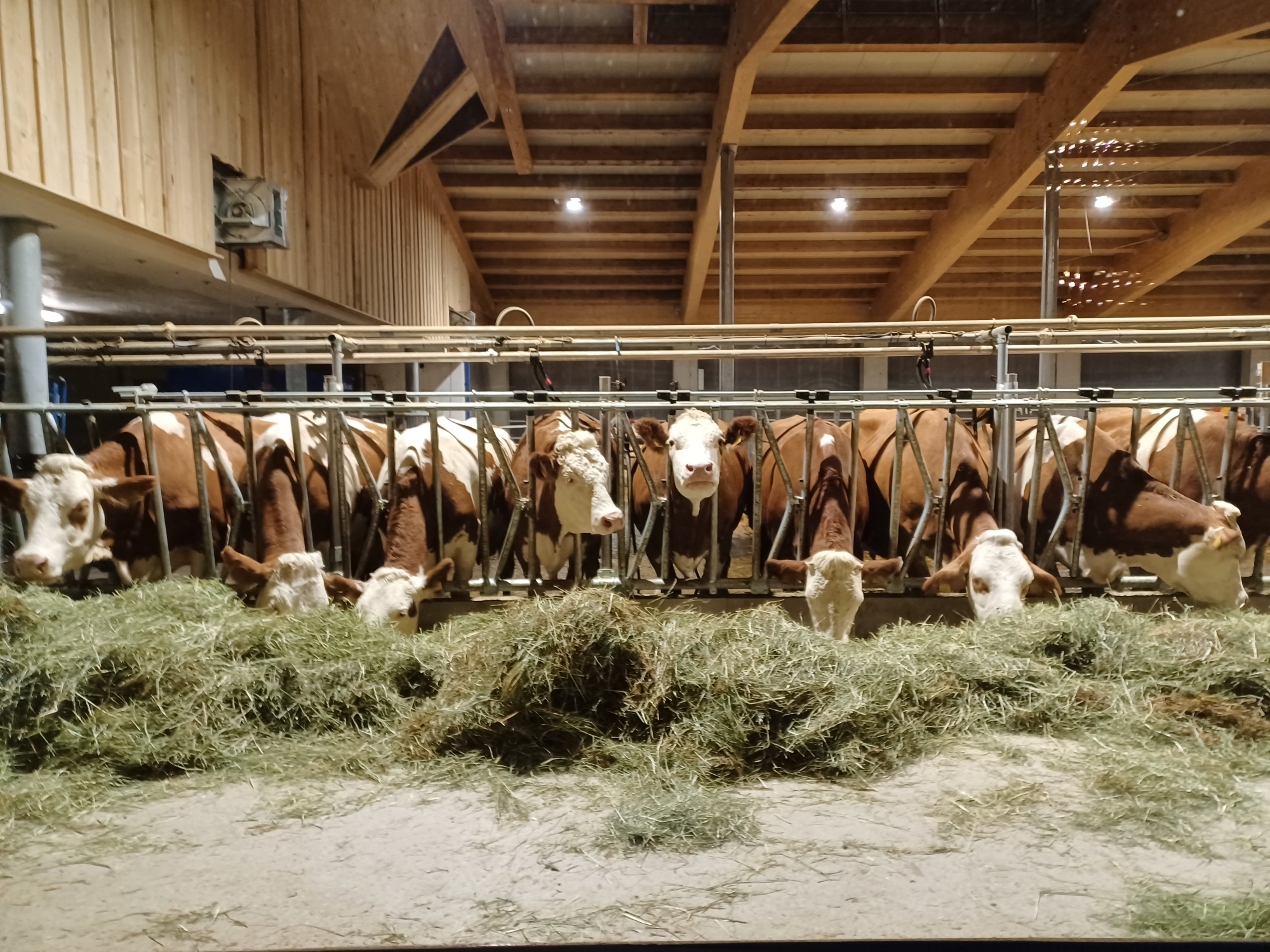 Kühe im Laufstall-Tierwohl